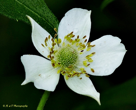 {Anemone virginiana}